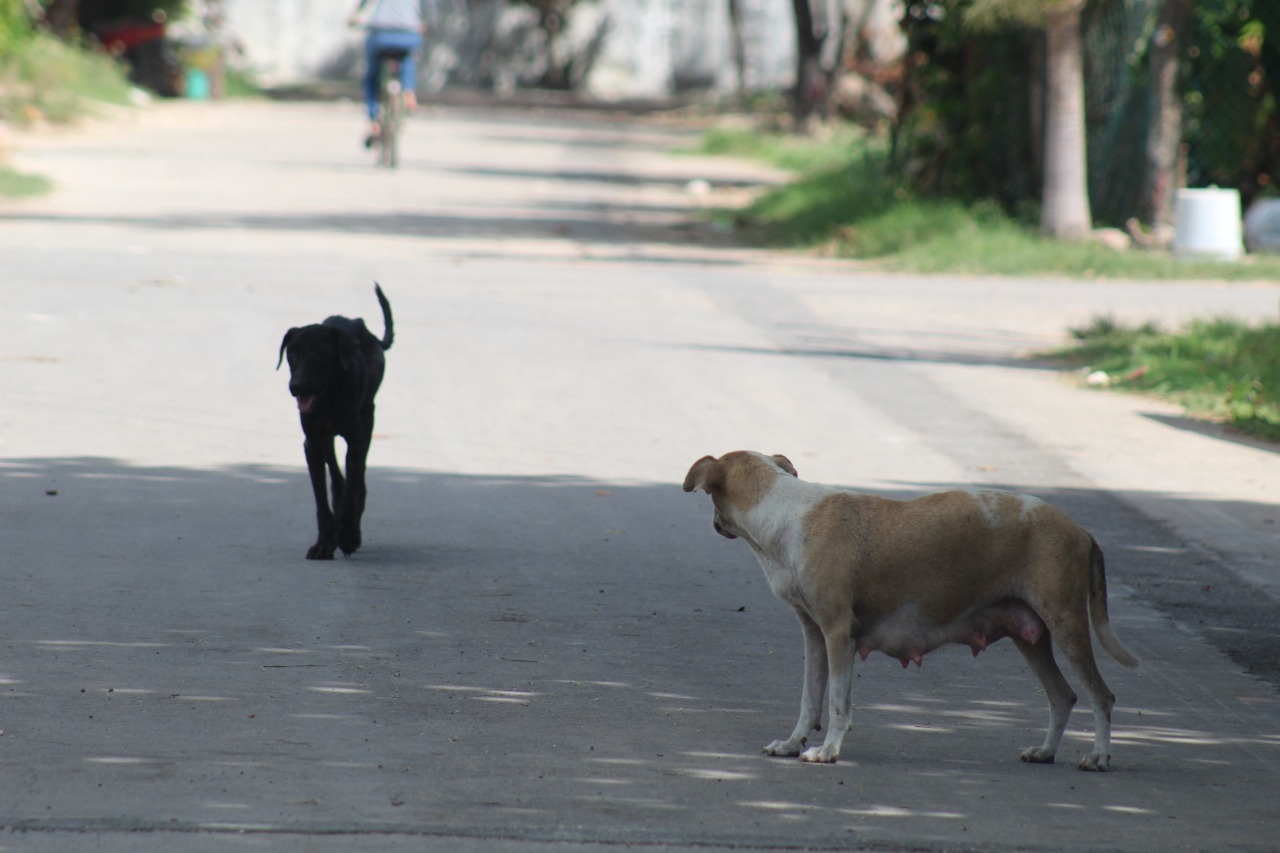 Crisis por pandemia provoca proliferación de perros callejeros en Calderitas