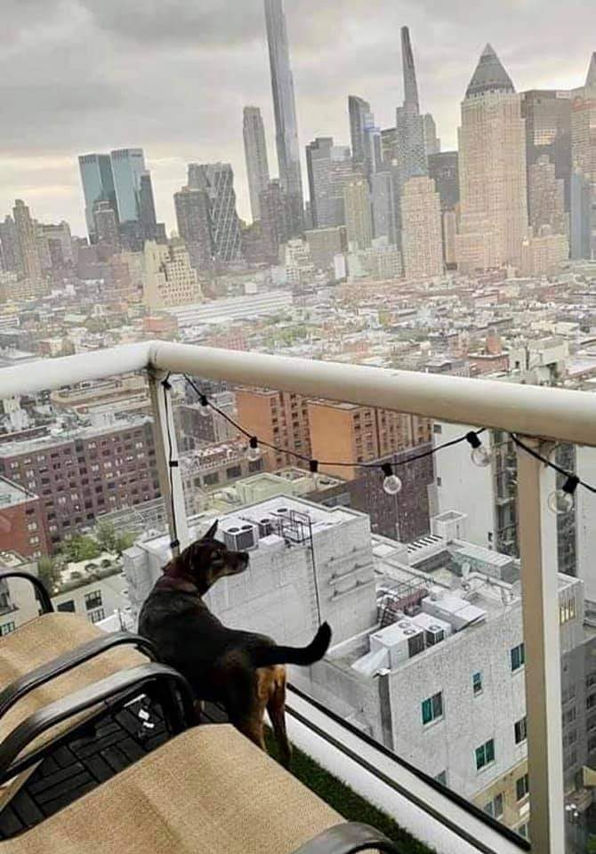 Rita, perrita abandonada en Mahahual ahora vive en penthouse de New York