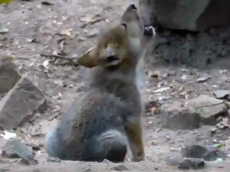 Cachorro de lobo mexicano practica sus primeros aullidos: VIDEO