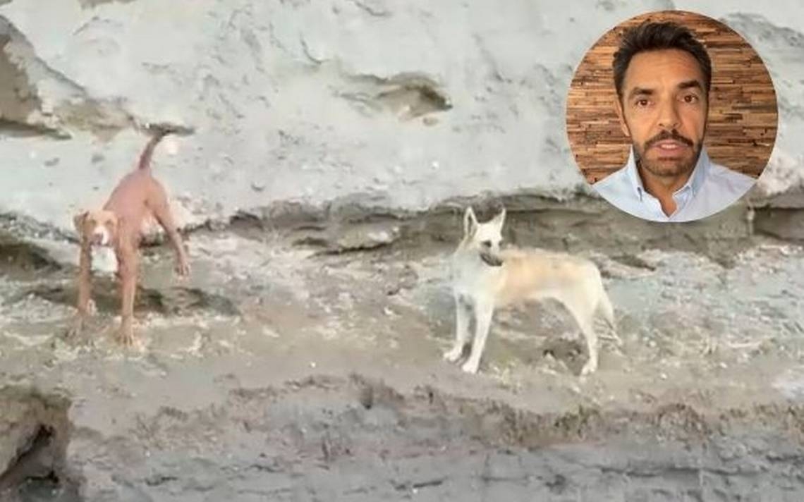 Eugenio Derbez pide rescatar a perritos en Socavón de Puebla