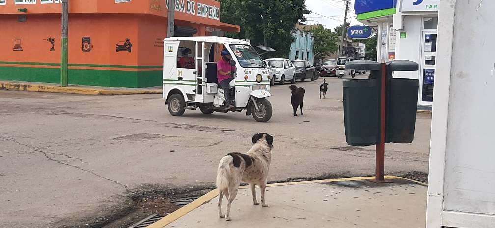 Propietarios se desentienden de perros y gatos