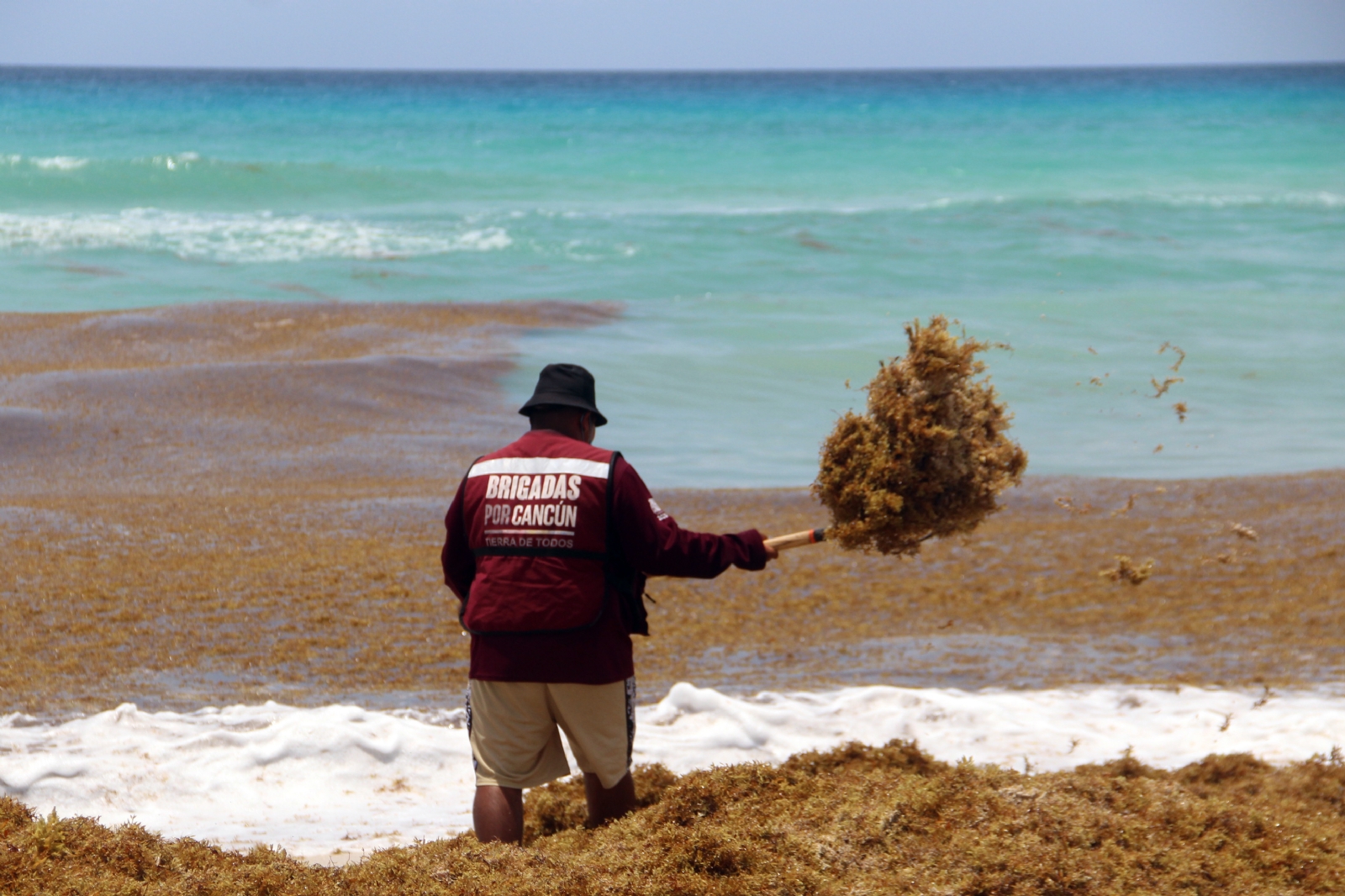 Conoce cuáles son las playas con mayor afectación de sargazo en Quintana Roo