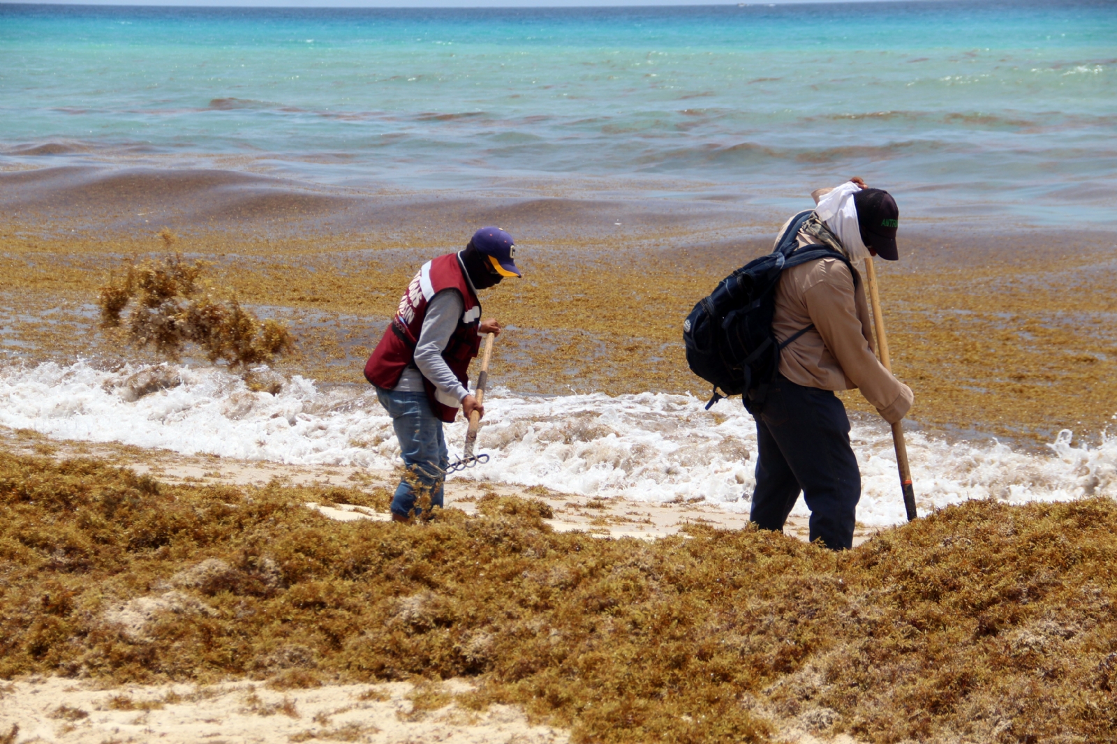 En menos de cuatro meses se han removido más de 15 mil 379 toneladas de sargazo en Quintana Roo
