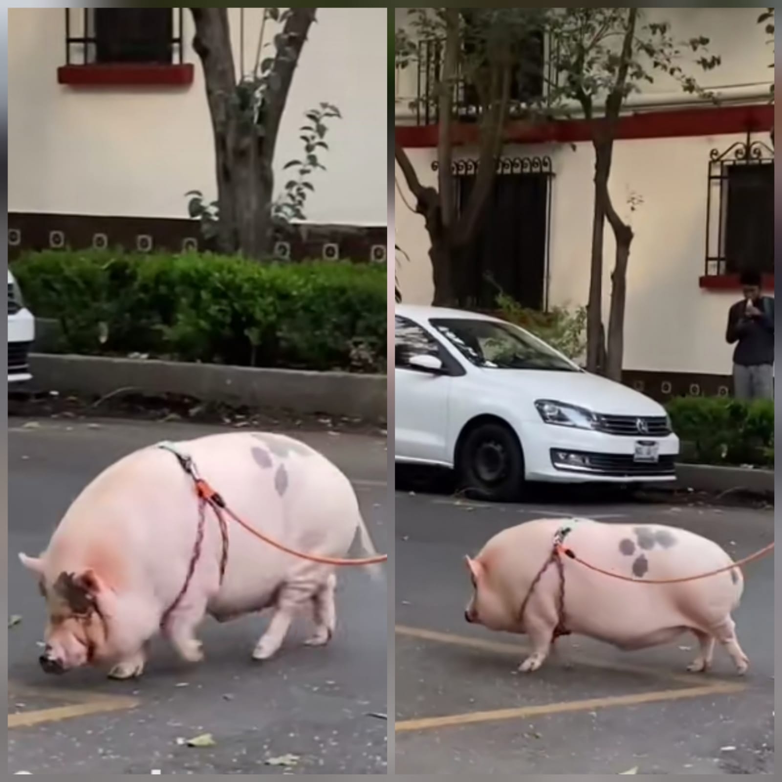 Cerdo mascota sorprende a transeúntes de la CDMX: VIDEO