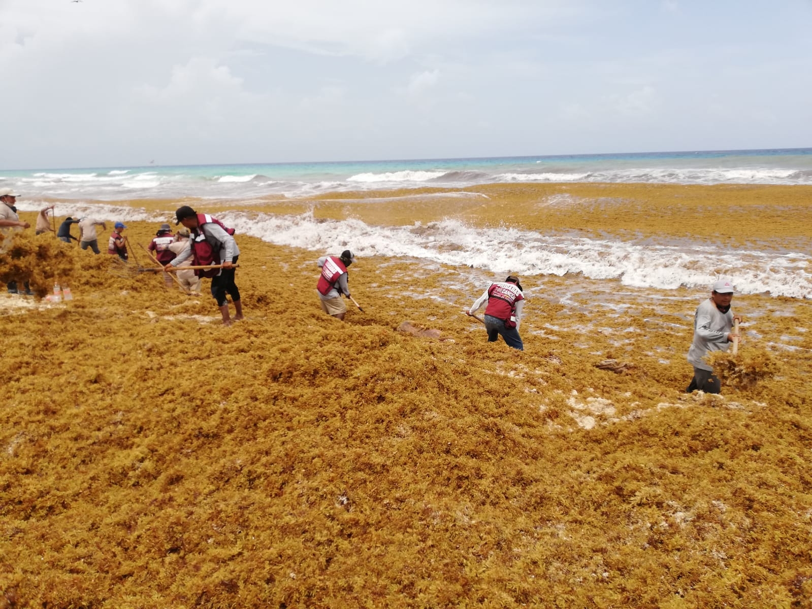 Sargazo 'cubre' arena blanca de Playa Marlín en Cancún: FOTOS