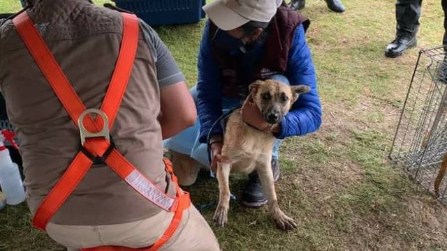 Pondrán en adopción a Spike, perrito rescatado del socavón de Puebla