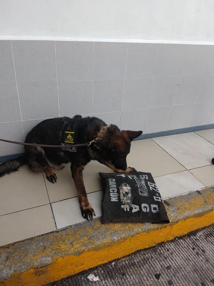 Encuentran droga durante operativo canino en terminal de autobuses de Playa del Carmen