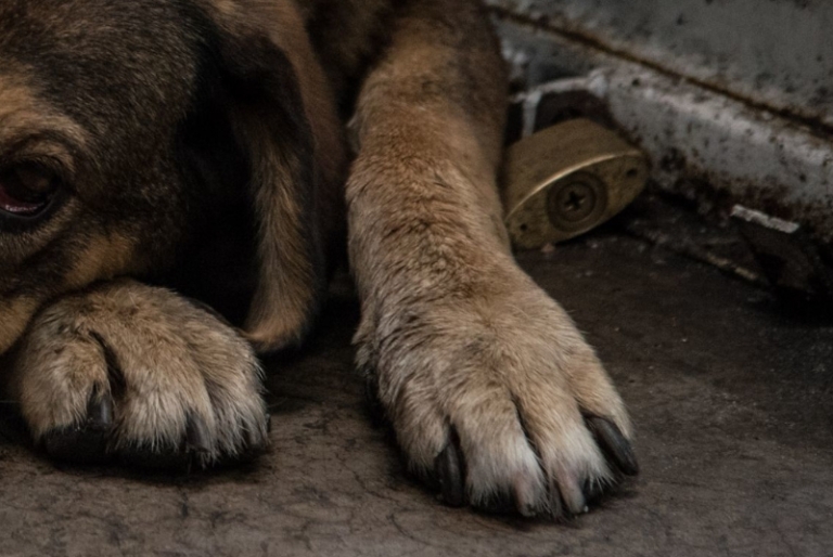 El maltrato es contra mascotas y fauna callejera