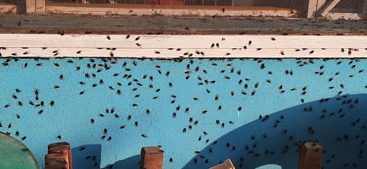 Los habitantes de Palizada señalan que el uso excesivo de insecticidas podría afectarlos