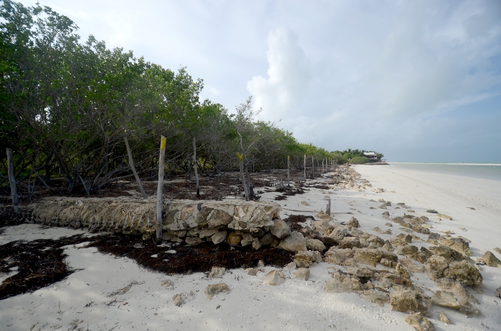 Cancún y Holbox, paraísos turísticos afectados por la devastación del manglar