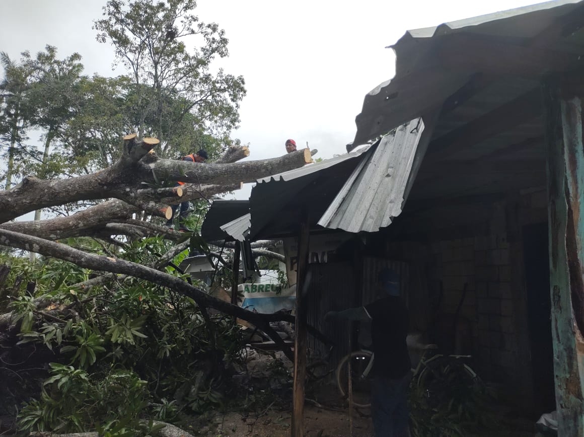 Árbol cae en  la comunidad de la Reveza y destruye dos casas