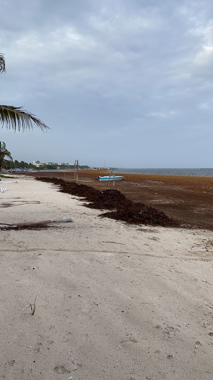 El sargazo sigue afectando a las costas de Mahahual; en días pasados recibió una gran mancha de la talofita