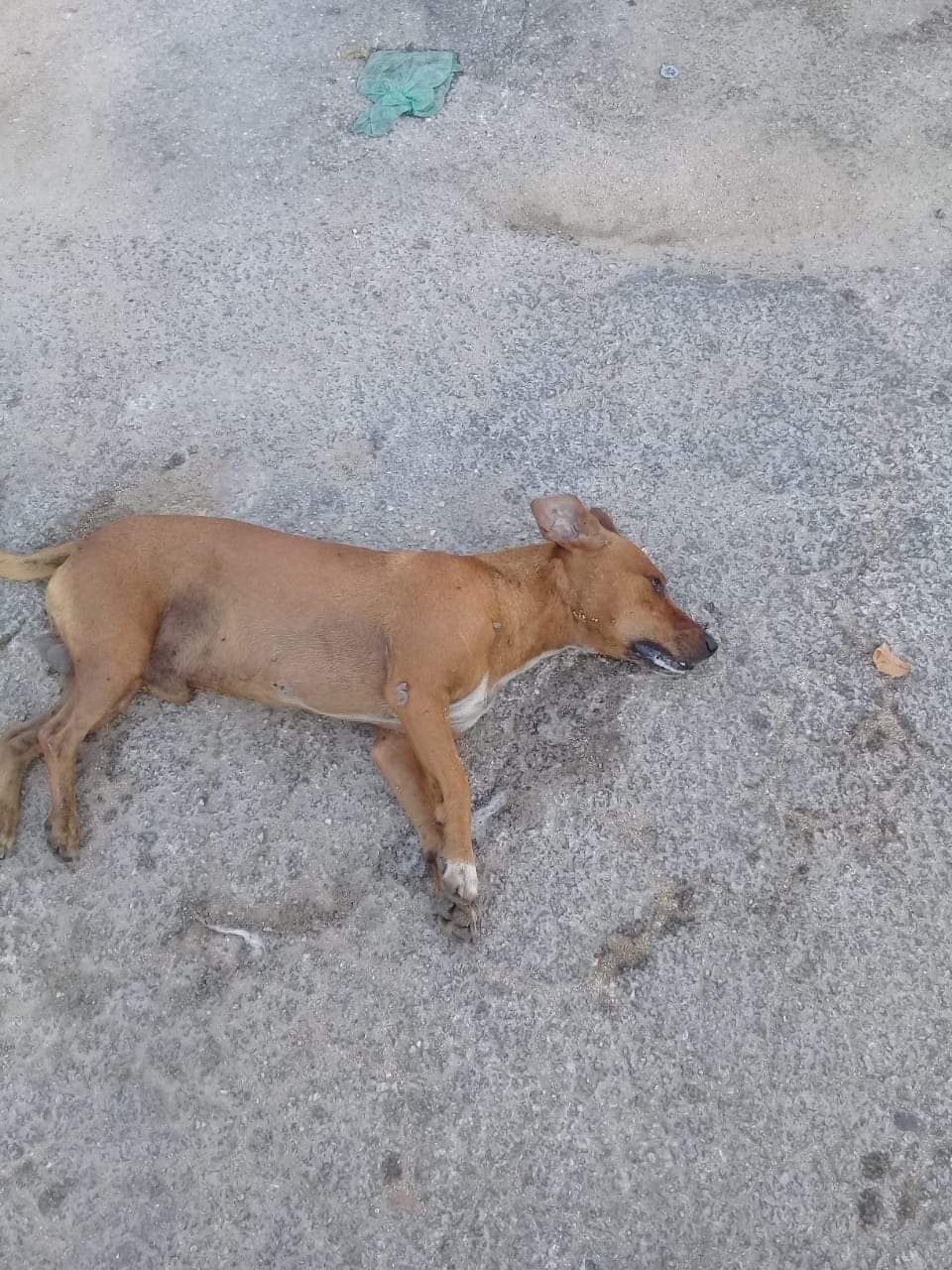 Fundación denuncia envenenamiento de perros y gatos en Espita, Yucatán