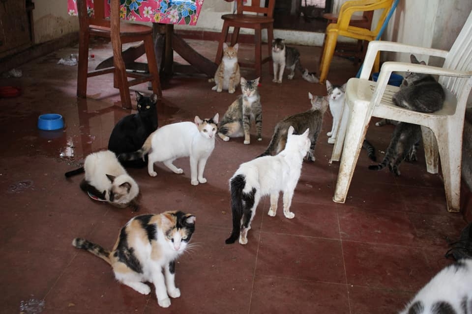 Se encuentran en adopción 20 gatos que fueron rescatados en los últimos meses en Isla Mujeres