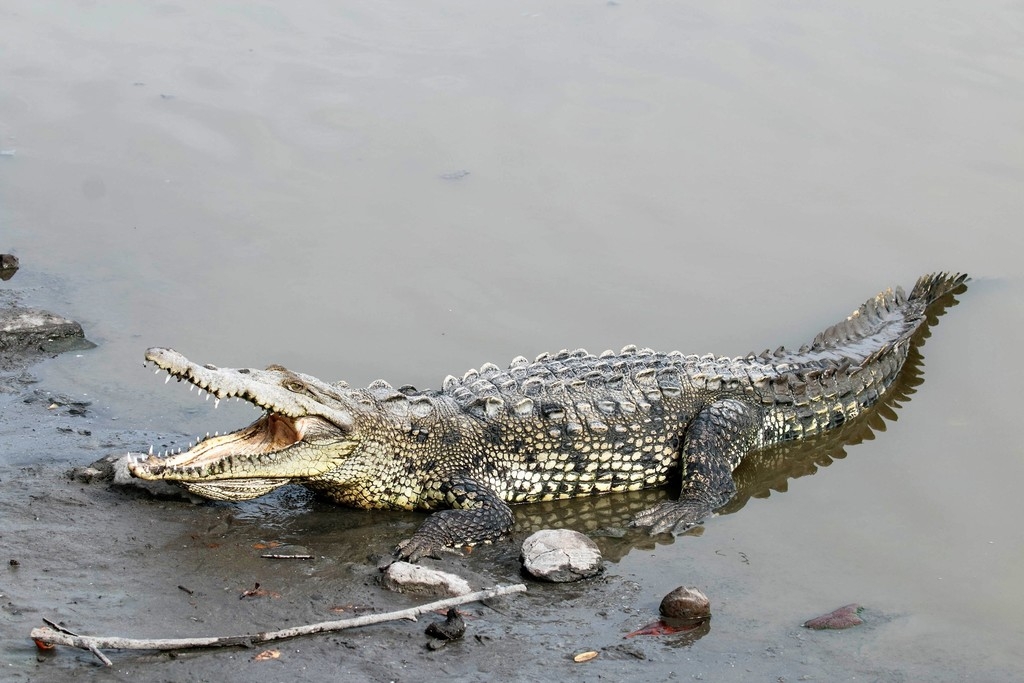 Se dice que el ejemplar de cocodrilo salió de la Laguna de Malecón Tajamar.