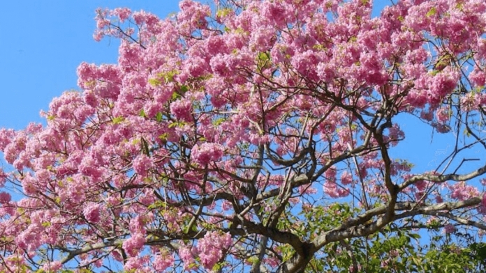 Aquí te mostramos cuatro árboles que además de hermosos despiden un aroma agradable