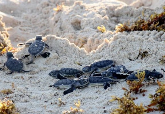 Construcción de hoteles reduce anidación de tortugas marinas en Playa del Carmen