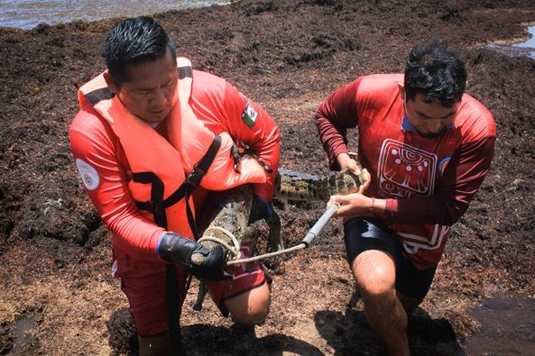 Se cree que por las fuertes precipitaciones pluviales este animal salió de su habitad