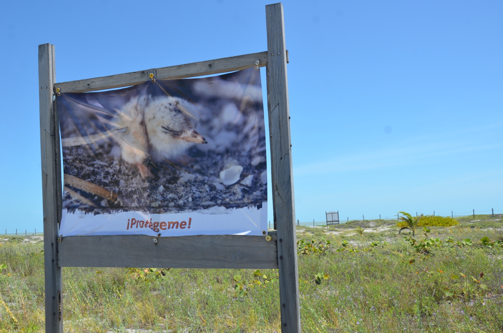 El grupo ambientalista Aves de la Laguna dio a conocer que en la zona de anidación en Playa Norte no se aprecia ningún nido este año