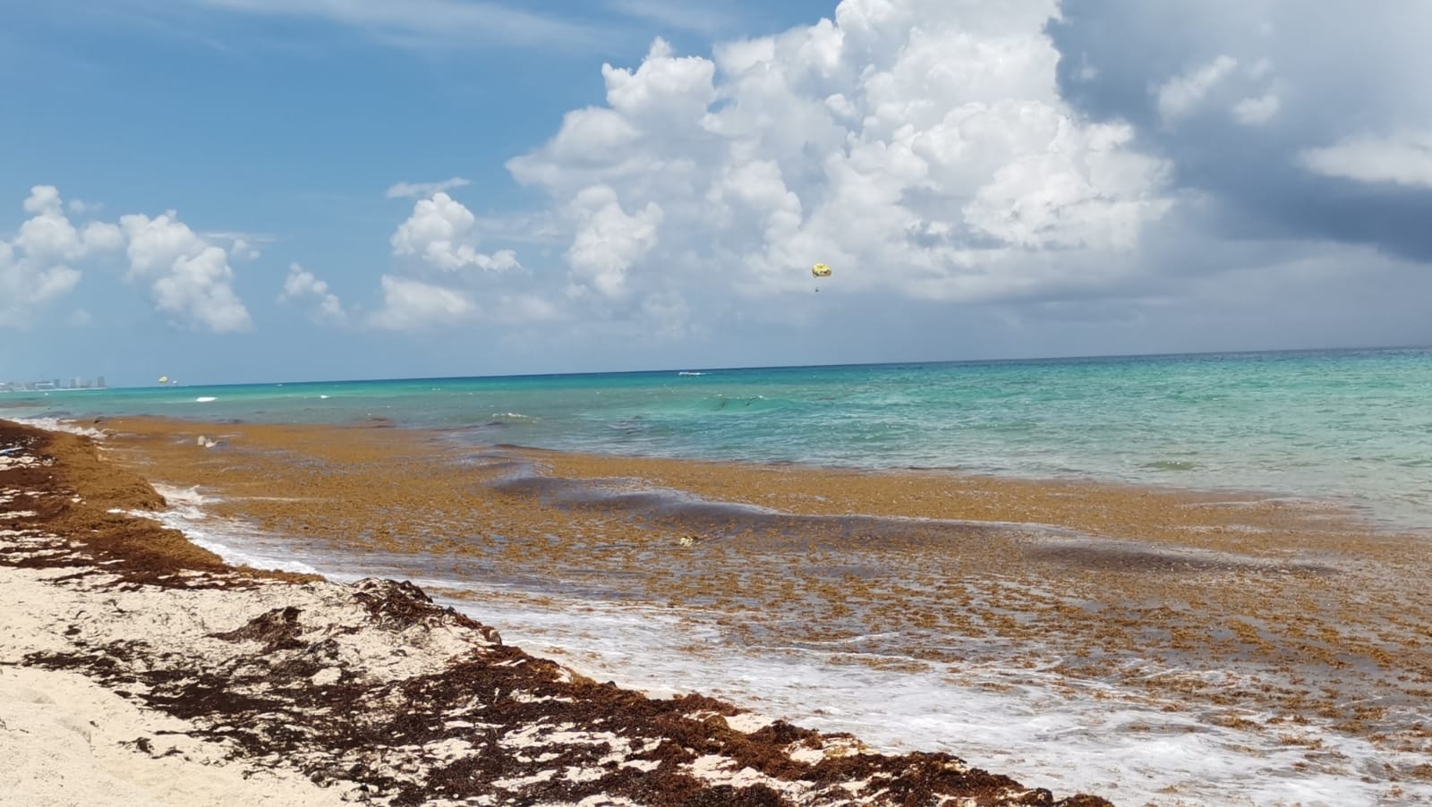 Severo recale de sargazo afecta costa de Playa Delfines en Cancún: VIDEO