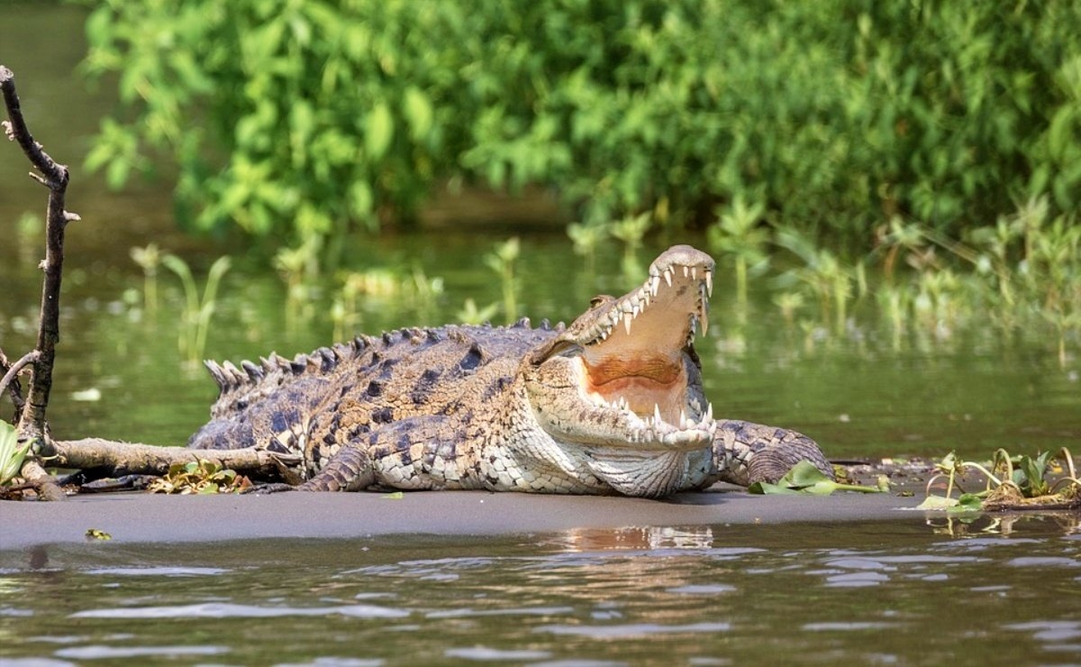 El ejemplar de cocodrilo rescatado en Bacalar, fue llevado a Chetumal para su valoración veterinaria