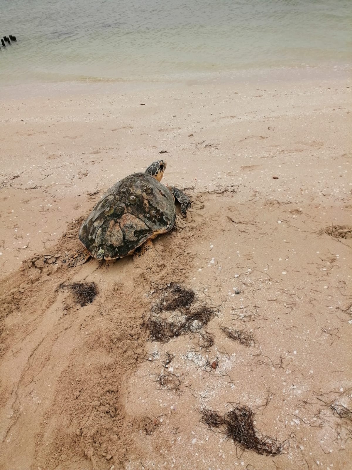 Empieza la temporada de eclosión de tortugas en la costa de Yucatán