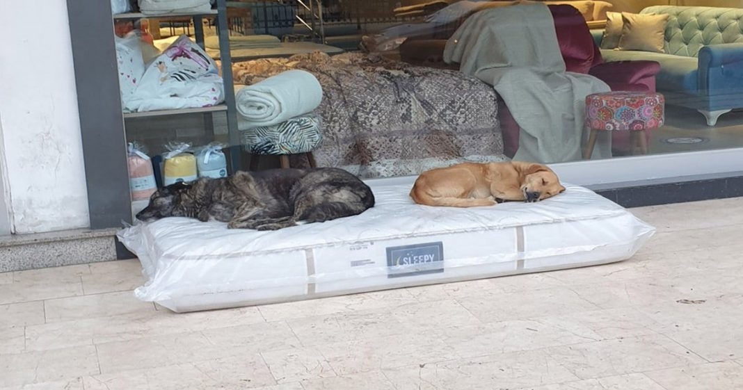 Dueño de mueblería 'instala' colchón para ayudar a perritos callejeros en Estambul