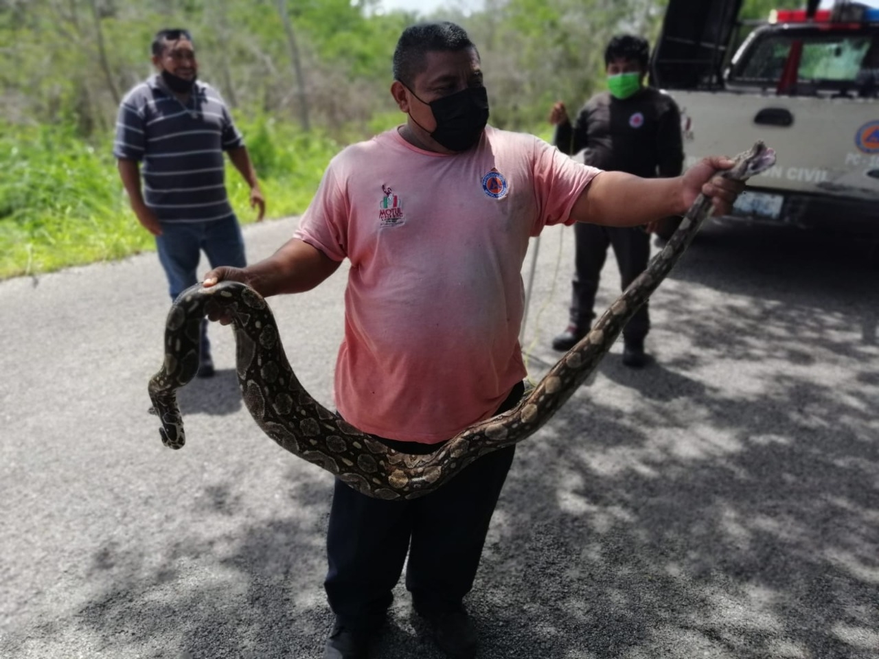 Capturan a boa de 2 metros que se 'paseaba' por una zona habitacional en Motul