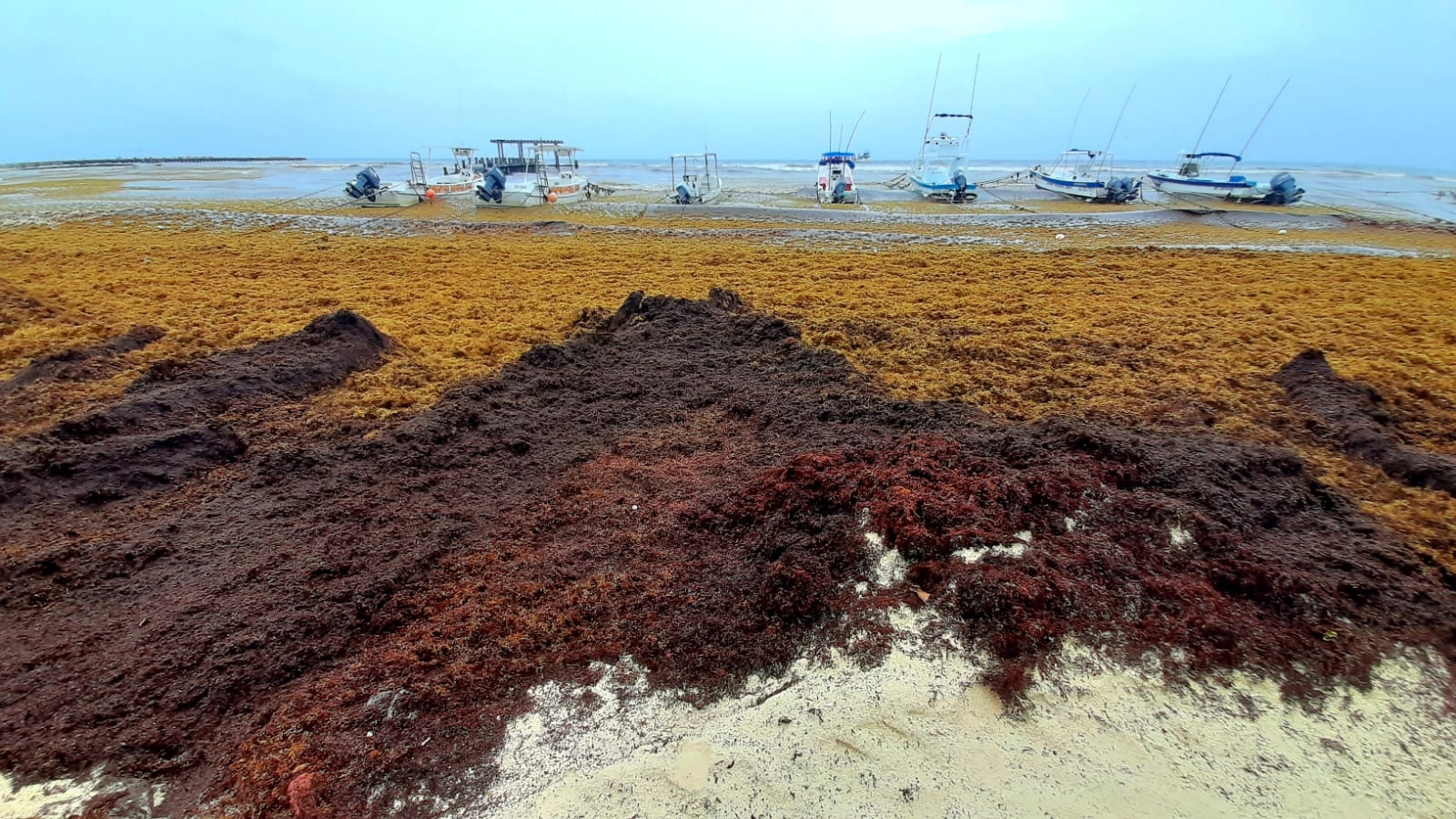 El recale masivo de sargazo esta afectando al sector turístico y hotelero en Playa del Carmen