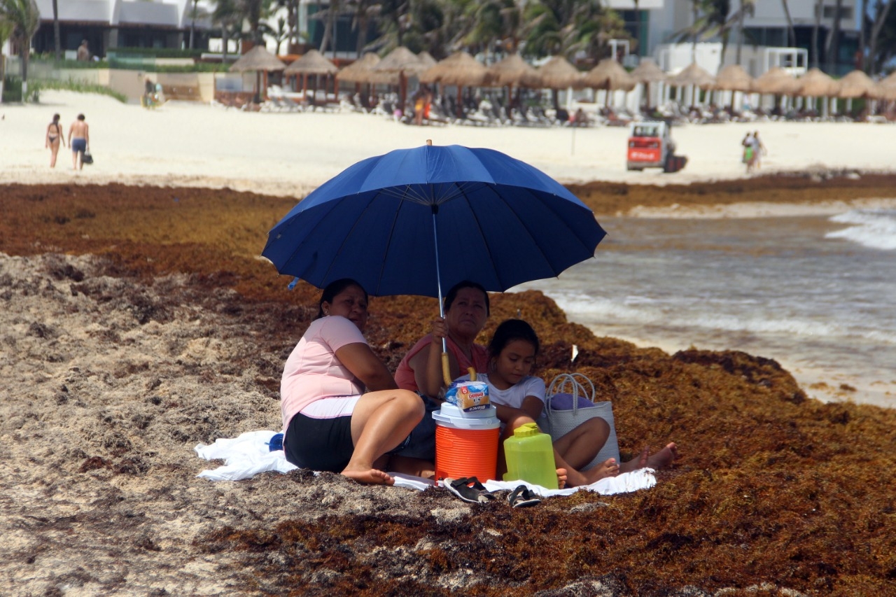 En total se han recopilado 17 mil 345.12 toneladas de la planta marina que tiñe de marrón las costas quintanarroenses