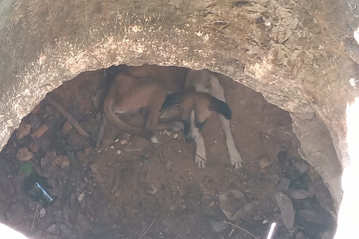 Rescatan a perro que cayó en un pozo de Tixméhuac, Yucatán