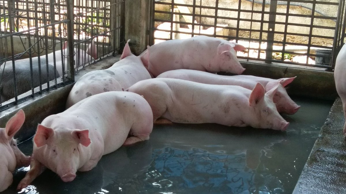 Quintana Roo, con la menor producción de carne de cerdo a nivel peninsular