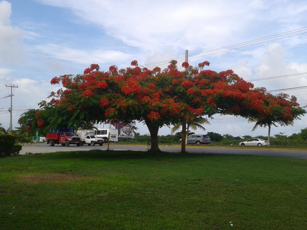 Este árbol embellece algunas zonas de Cancún, como el Boulevard Luis Donaldo Colosio