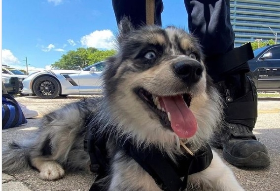 Oreo es una perrita de color gris plateado con blanco y es de raza Pomeranian Husky