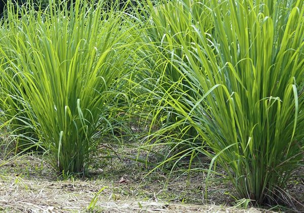 Esta planta tiene un aroma característico y nace en climas calurosos en distintas partes de México