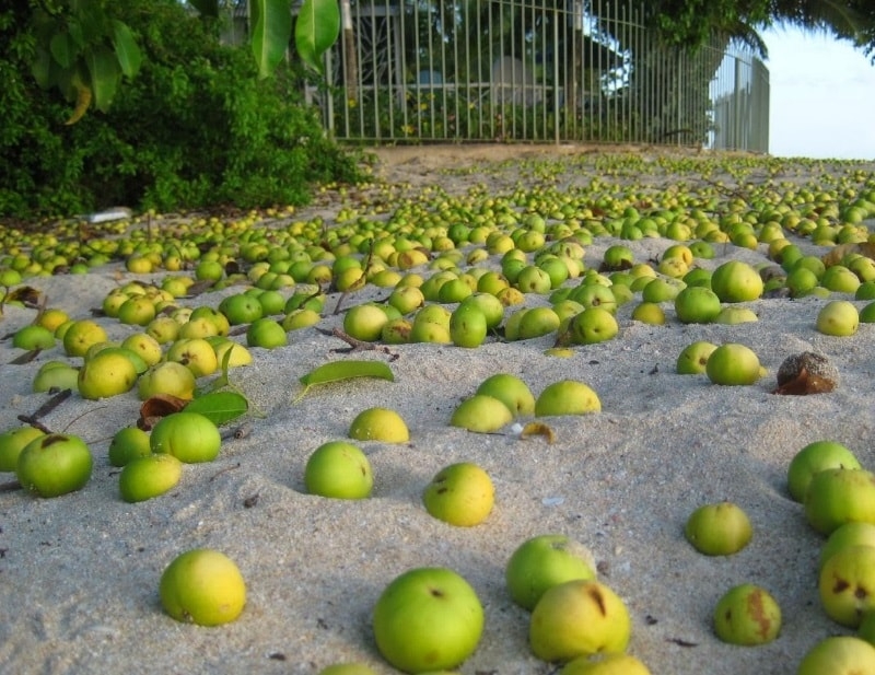 Manzanillo de Playa: El árbol de la muerte en Quintana Roo