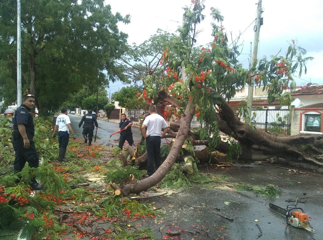 Fuerte turbonada en Mérida derriba árbol de Flamboyán