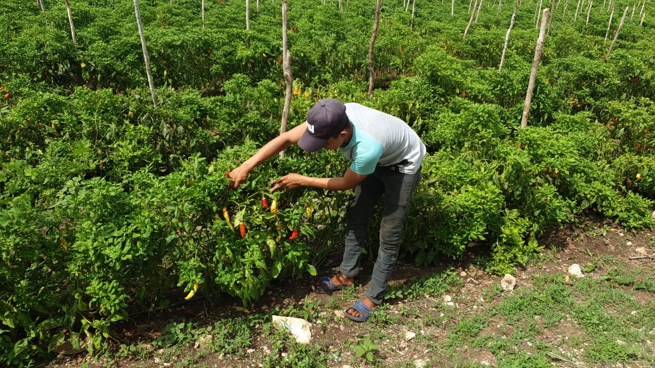 Los campesinos han buscado otras alternativas de cultivo como el chile xcatic y el verde