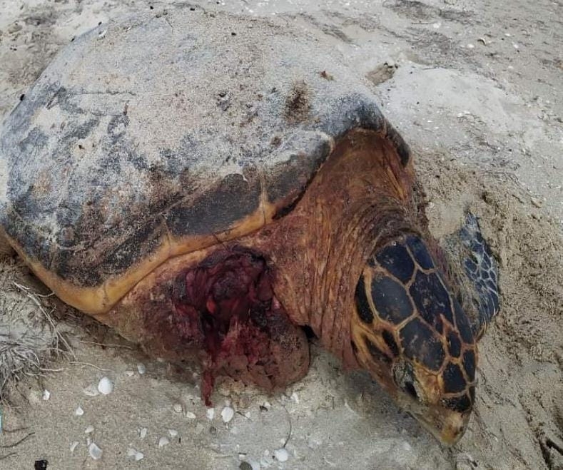 Matan y roban huevos de tortuga en playas de Telchac Puerto, Yucatán