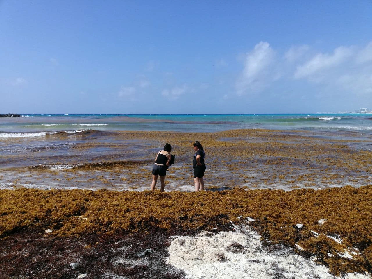 Sargazo en Quintana Roo: Conoce las afectaciones de la macroalga en las playas