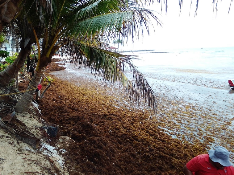 Sargazo ahoga a los arrecifes de Playa del Carmen y pone en peligro su existencia