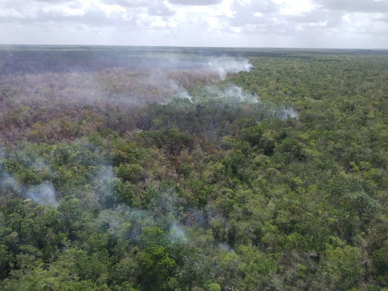 Se reactiva incendio forestal zona 'Pucté Norte' en la Reserva de Sian ka´an