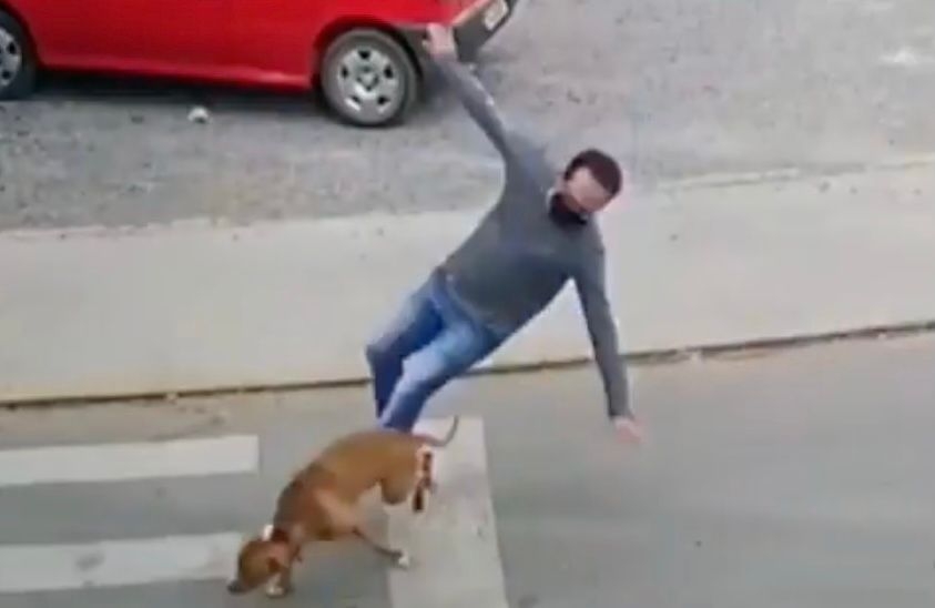 Perro atropella a un hombre y se fuga del lugar: VIDEO