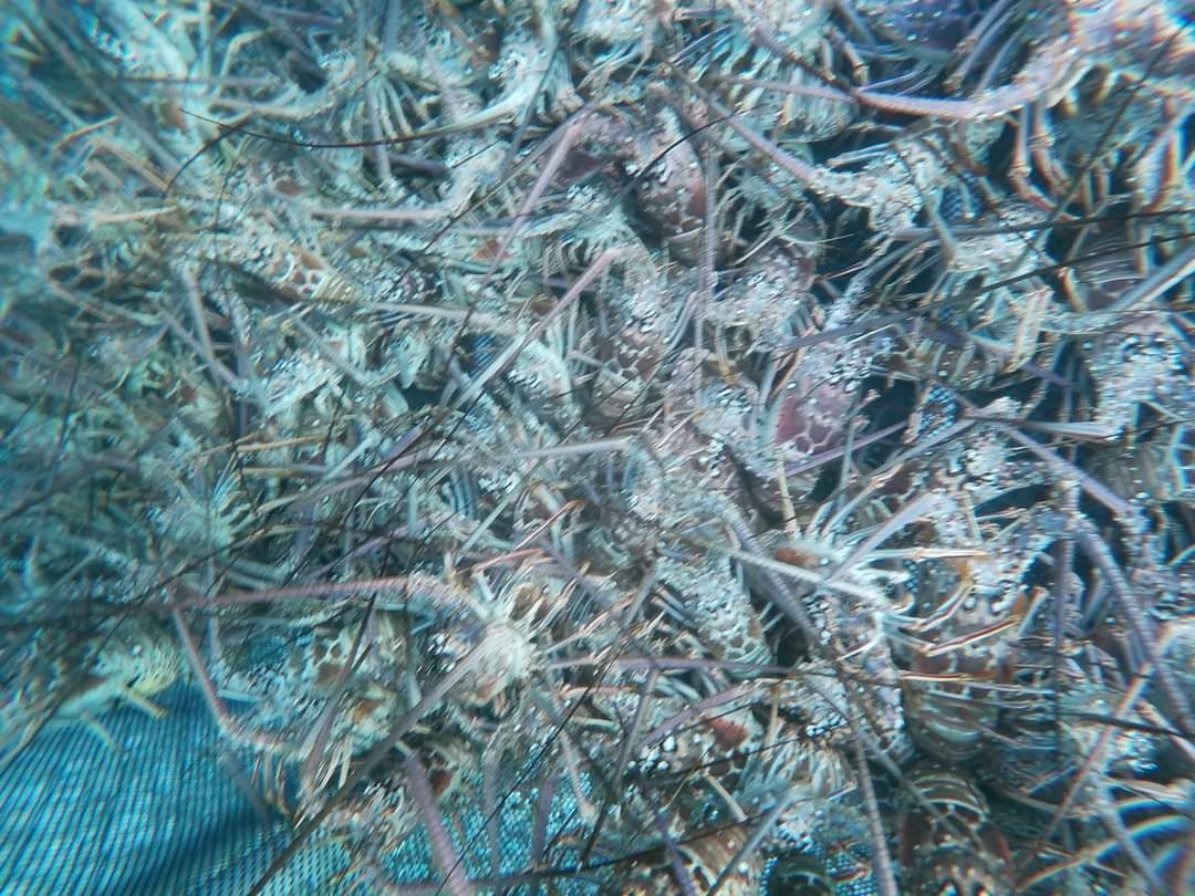 Inicia la temporada de captura de langosta espinosa del caribe en Xcalak, Quintana Roo