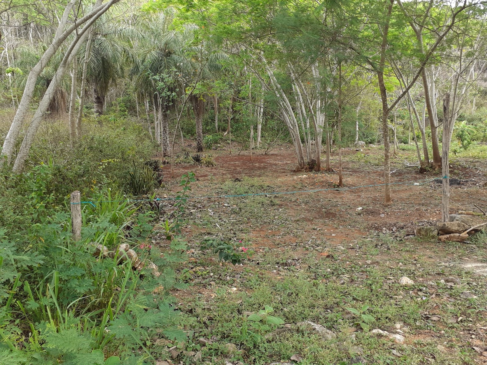 Anuncian pláticas para niños sobre el cuidado de reptiles en Zona Maya de Quintana Roo