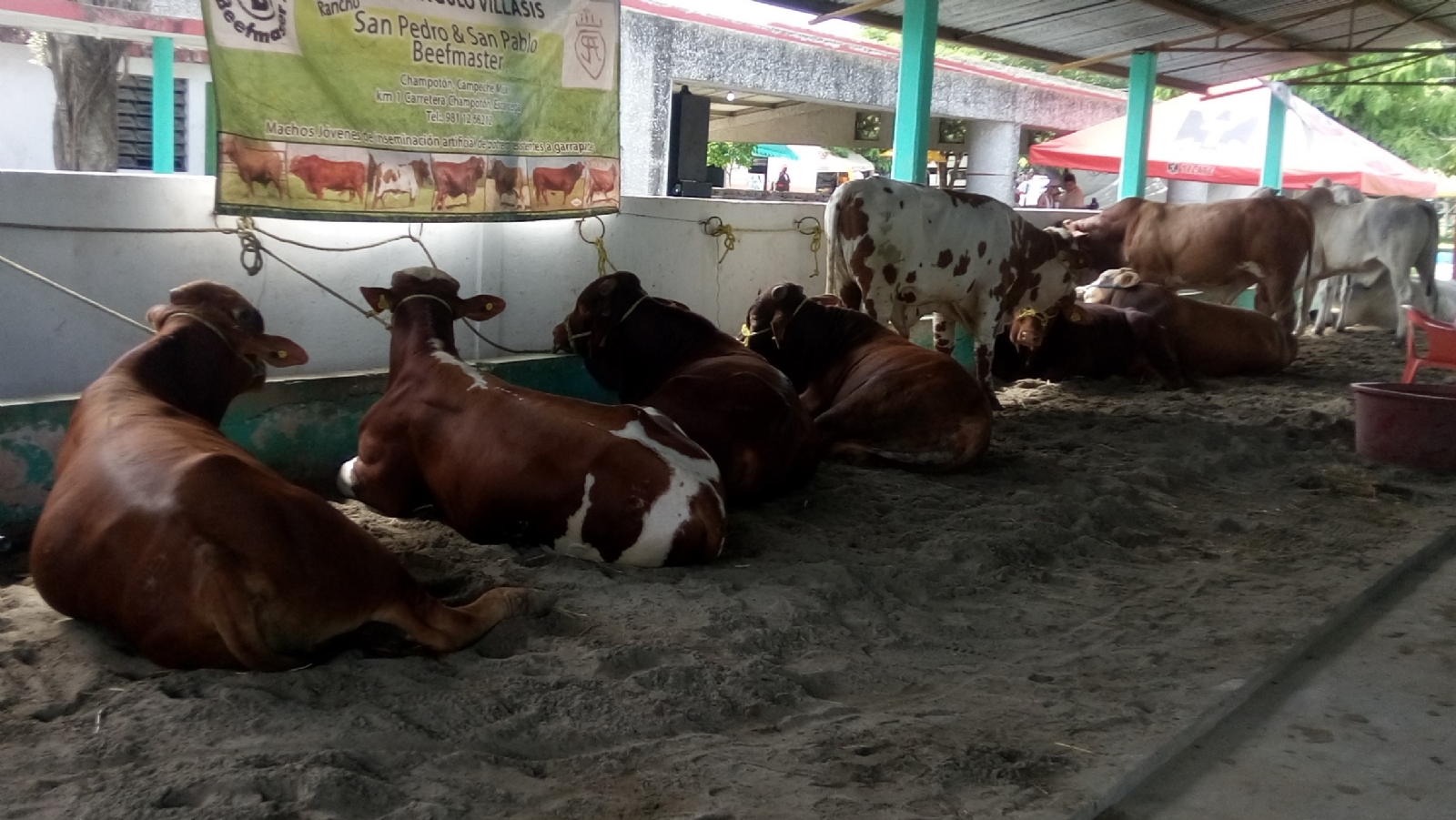 Suspenden Feria Ganadera en Palizada, Campeche, por COVID-19