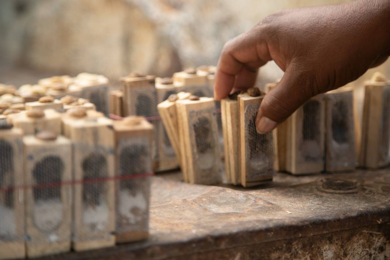 Seder entrega 210 paquetes de abejas reina a apicultores de Yucatán