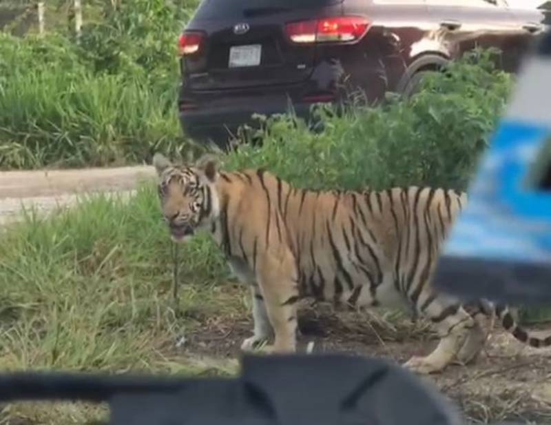 Autoridades continúan búsqueda del tigre avistado en carretera Cancún-Leona Vicario