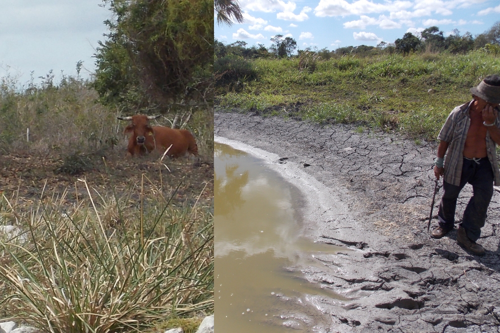 Las siembras en la comunidad de Caobas y en la Laguna Om se complican por la falta de lluvias en la zona