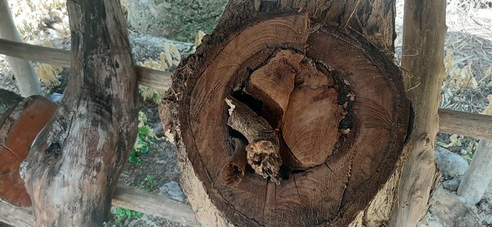 Van por la miel melipona en Nuevo Xcan, Quintana Roo